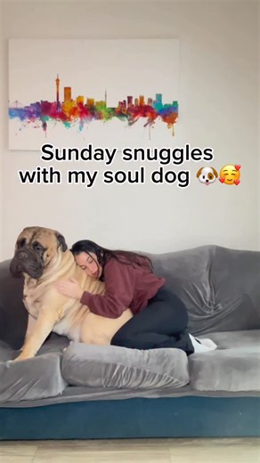 Big Meech on Instagram: "Big dogs=big babies ❤️🥹 #bullmastiff #explorepage #viralreel #bigdog #souldog"