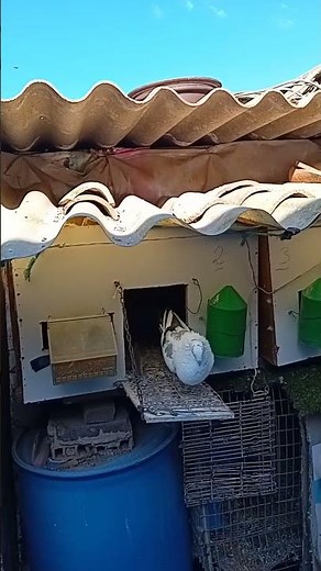 Al principio del video el halcón por encima del palomar 🤔🫣