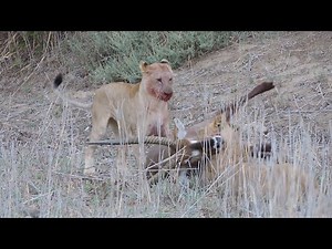 Lions catch a Waterbuck and eat it ALIVE (INTENSE VIDEO)