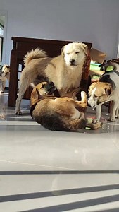 King charles alpha dog is back to mopping the floor again, using Big Head as his sparring partner | King Charles dog