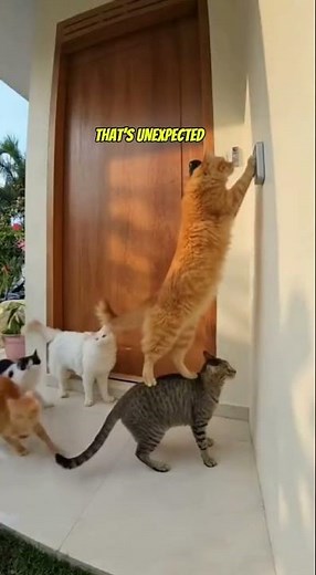 Ranking Sora Cats That Look Too Real 😹 | AI Funny Cat Compilation