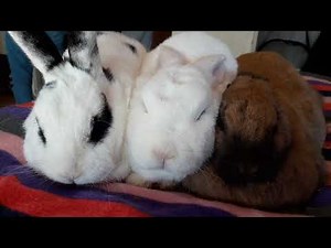 Rabbit hiccups