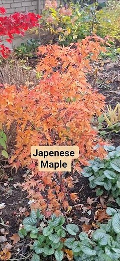 Japanese Maple Beauty 🍁🍂 #garden #gardening #fallgardening #nature