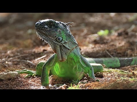 Frozen iguanas falling from trees in Florida as cold front hits the state