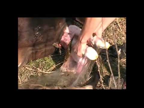 【感動】牛の赤ちゃん出産シーン｜cow birth