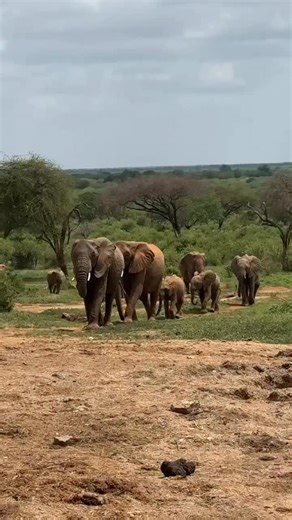 Sheldrick Wildlife Trust on Instagram: "A lovely morning in Tsavo, with Loijuk’s ex-orphan herd striding in for a visit. Every elephant you see here is an orphan we rescued, raised, and reintegrated back into the wild. In fact, many are now raising wild-born babies of their own — for instance, 20-year-old Loijuk is a mother of two beautiful girls, Lili and Lisha. Although these orphans are now leading fully independent, wild lives, they still choose to visit us from time to time. Family is forev