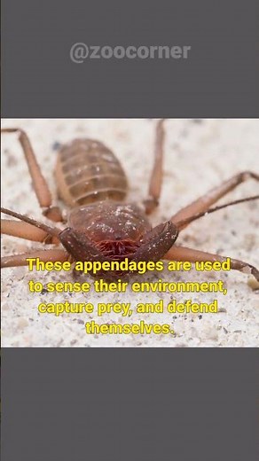 Tailless Whip Scorpion | The Most Creepy Creature