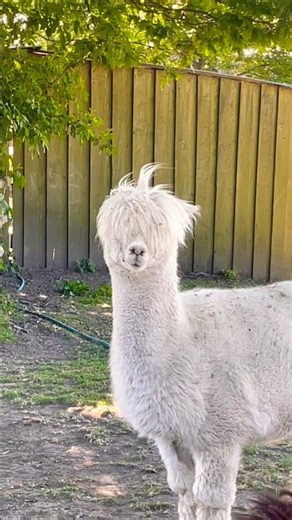 Animals Beginning with A 🦙 🐜 #animals #kidsvideo #animal #children #kids #toddlers #babies #abcd