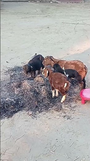 What happened to the goat standing in the fire #comedy