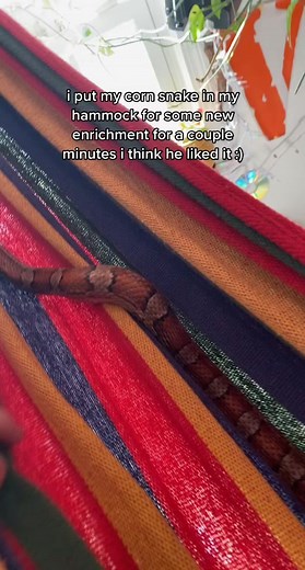 Blue Corn Snake Care Guide and Enclosure Setup Tips