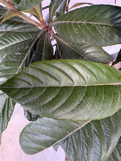 Organically Grown Loquat Leaves - Etsy