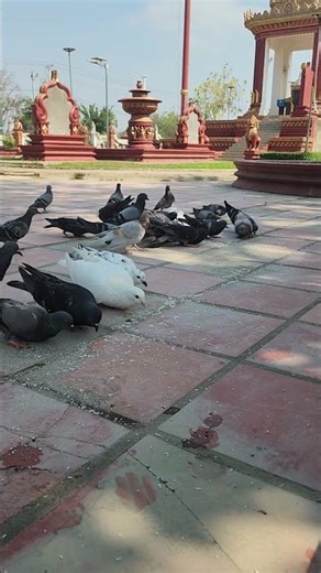 #pigeons #birds #relaxing #birdvideos