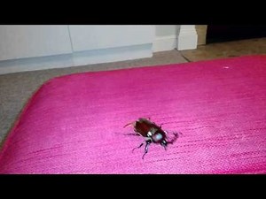 Japanese Rhino Beetle in flight.