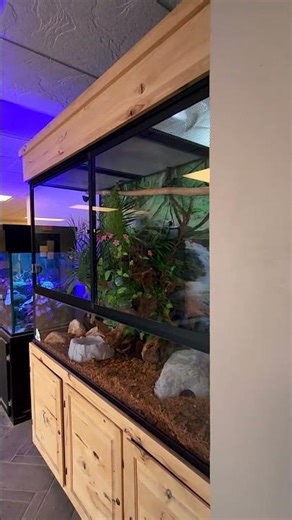 Would You Buy A Majestic OR Hybrid Enclosure? #shorts #bird #reptiles
