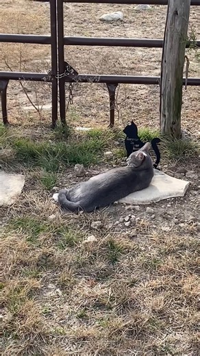 I’m not crying…you’re crying 😿 #kitten #catsoftiktok #animalbond | cats