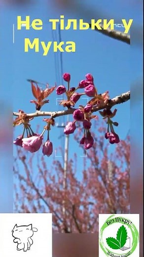 Сакура #healthy #sakura #цвіте сакура