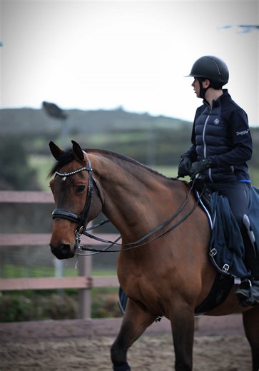 Extended Trot Explained for Equestrian Enthusiasts