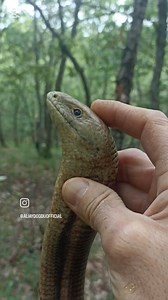 924K views · 3.3K reactions | Baharın gelmesiyle birlikte ortaya çıkacaklardır ... Bahçeleriniz için tarım yararlısı olan bu hayvanı öldürmeyin ! #oluklukertenkele #oluklu #Ophisaurusapodus | Ali Aydoğdu ile doğadaki her şey | Facebook
