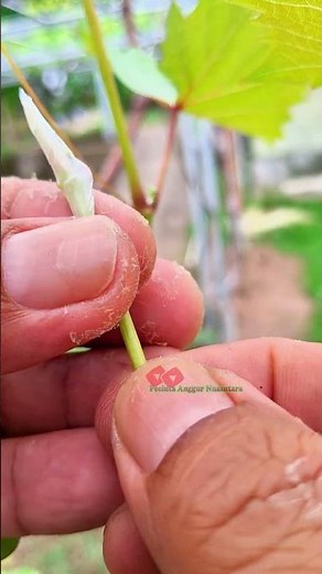 Grapevine Grafting using green scion