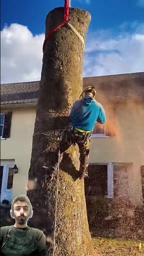 Helicopter Lift a Tree From Yard || Easy Way to Cut a Tree With Chainsaw || #treecutting