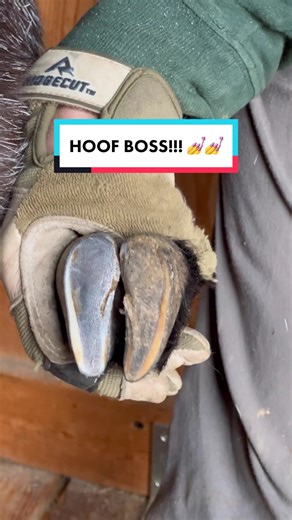 Hoof Trimmer for Goats: A Closer Look at the Hoof Boss Tool