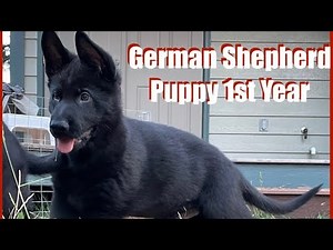 First Year German Shepherd Puppies ❤️ 8 Weeks to 1 Year Growth & Structure #germanshepherd #puppy