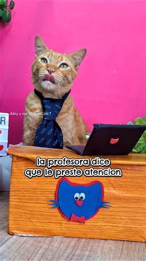 Es verdad que soy un gato feo? 🙀que dices?