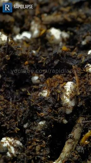 INCREDIBLE Garlic Growth 10 Days Time Lapse