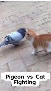 Pigeon vs Cat funny Fight 😬✌️ Racing Pigeon vs Cat Fighting 💝 #pigeonclash Pigeon Clash #pigeon #pigeons #racingpigeons #cat #pigeonfight #catfighter #funnyfighting #pigeon_vs_cat #animal #birds #viral #reels #viralvideo #viralreels #virals #kabootar #funnyreels #funny | Pigeon Clash