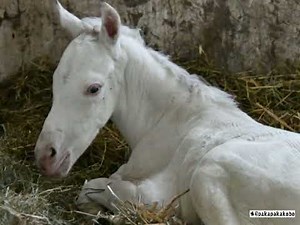 ゴールドシップ産駒白毛馬第1号アオラキ（母カスタディーヴァ）②