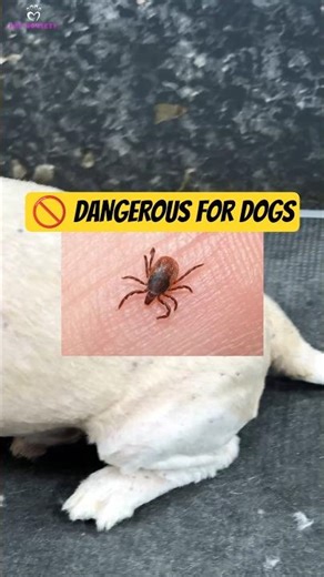 This Started With Just ONE Tick 😳 | Dog Tick Infestation