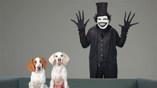 Puppies get scared by Babadook in Halloween prank