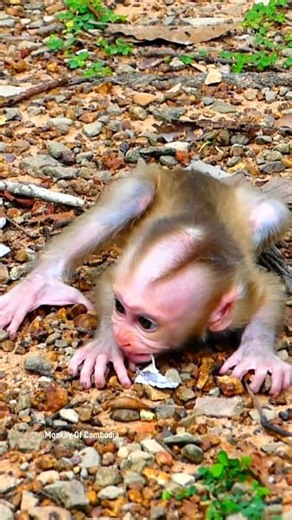 Shocking Scene! Tiny Monkey Denied Milk by Its Mother Screams in Anguish, Rolling on the Ground and Pleading for Mom to Return, Leaving Viewers Heartbroken Over the Baby’s Struggle! #fypviralシ #cute #monkey #monkeys #animal #babymonkey #reel #facebookviral #fblifestyle | Monkey Of Cambodia