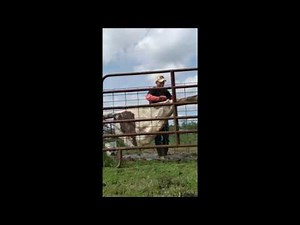 Dehairing a Steer Hide to Make Rawhide