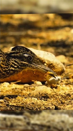Road Runner #amazingfacts #nature #Birds #facts #wildlife #shorts #animals #naturelovers #wild