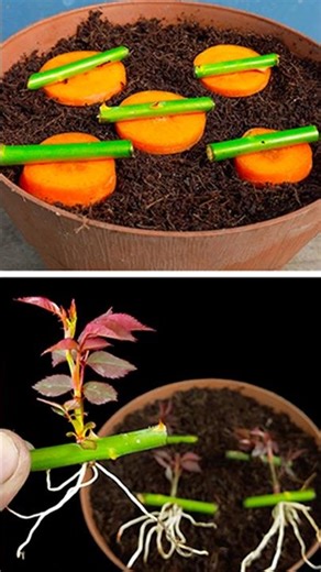 Simple way to grow rose plant at home from cuttings | Best propagation for gardening /#reels #shorts