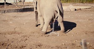 Adult Elephant Pooping Delivering Feces Urinates Stock Footage Video (100% Royalty-free) 1099141035 | Shutterstock
