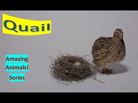 Quail facts 🐓 collective name for several genera of mid-sized birds