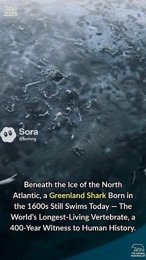 2.8K views · 39 reactions | Deep under the icy Atlantic, a Greenland shark still glides — slow, silent, and timeless. Scientists estimate she’s nearly 400 years old, born when the world had no cars, no electricity, no phones. She’s lived through revolutions, world wars, the Moon landing, and the digital age, yet remains unchanged. The oldest known vertebrate on Earth, she reminds us: You don’t have to rush to matter — you just have to keep going.  | The Animal Maximalist | Facebook