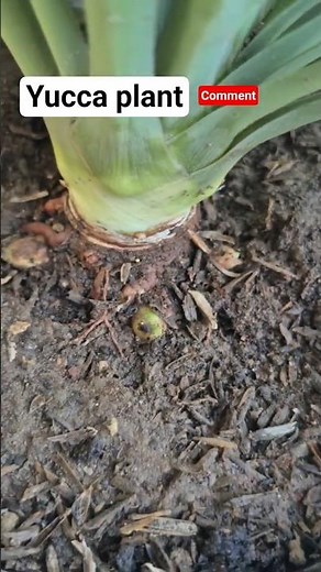 Yucca Plant Care & Propagation Easy Indoor Outdoor Hardy Plant #Yucca #PlantCare #Propagation