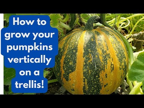 How To Grow Your Pumpkins Vertically on a Trellis