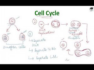 Cell Cycle and Its Phases Video Lecture | Biology for ACT