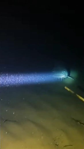 Giant Catfish Appears Out of the Darkness — Caught on Night Cam #fish #underwater #riverlife