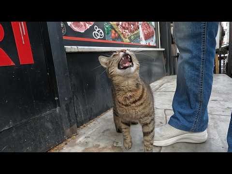 Stray cat constantly begging for food with her high pitched meows is very talkative