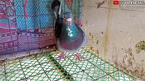 BAKLAS MUNA SA BREEDING MGA KALAPATI NATIN!!🔥 #kalapatidsjvofficial Full video: https://youtu.be/RkGzhNcAoqc #kalapatids #HappyFlying #happybreeding #kalapati #YB #racingpigeons | Kalapatids JV official