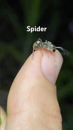Wait a Minute..that’s not an Ant!👀