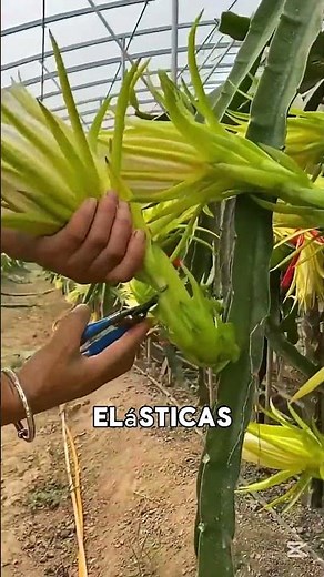 Do you know how dragon fruit is grown? 🐉🍈😲