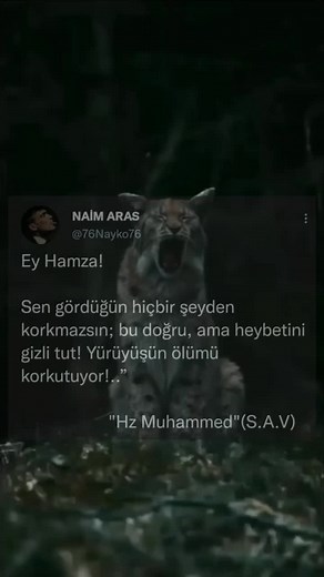 Exploring Lynx Behavior in a Forest Setting