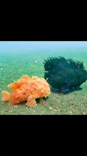 The striated frogfish or hairy frogfish is a species of marine ray-finned fish belonging to the family Antennariidae, the frogfishes. This species is found in the Indo-Pacific and eastern Atlantic Ocean. #marinelife #aquarium #fishing | Hendrix backyard TV