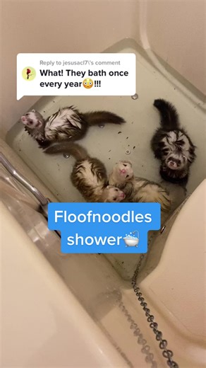 Ferret Noodles Bath Time with Tips for a Relaxing Experience